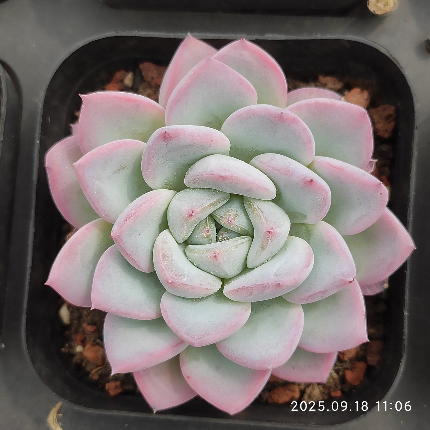 LMM360 Echeveria Werther(6.5cm pot size)