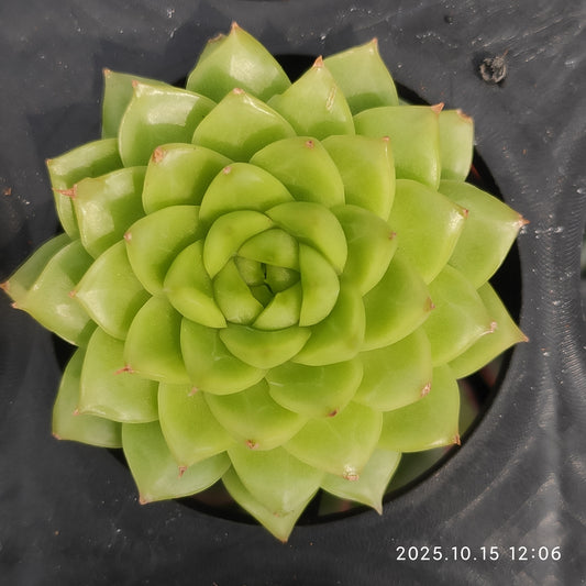 ZZA351 Echeveria Queen Hyb(5.5cm pot size)