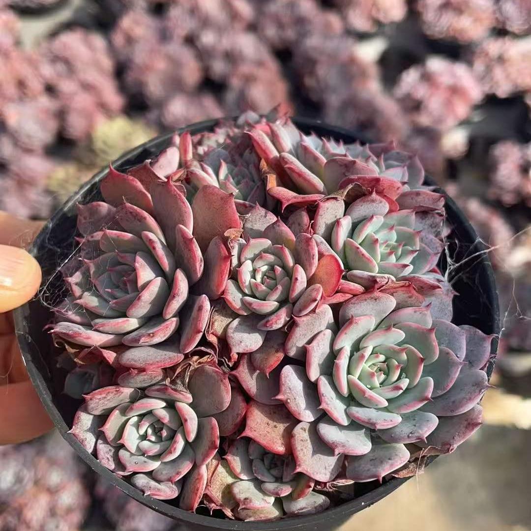 23189 Echeveria Laulensis (11cm pot size)
