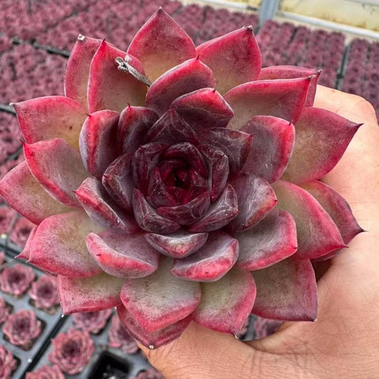 23431 Echeveria Sugar Heart Diary (7cm pot size)