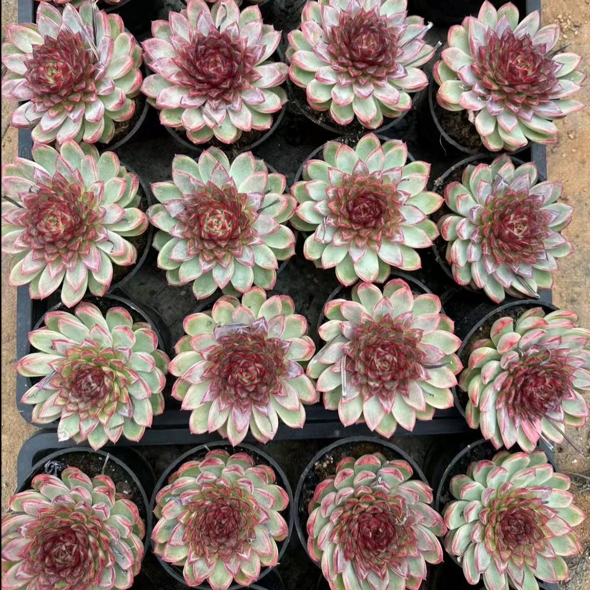 22646 Echeveria Heartless Rose (10cm pot size)