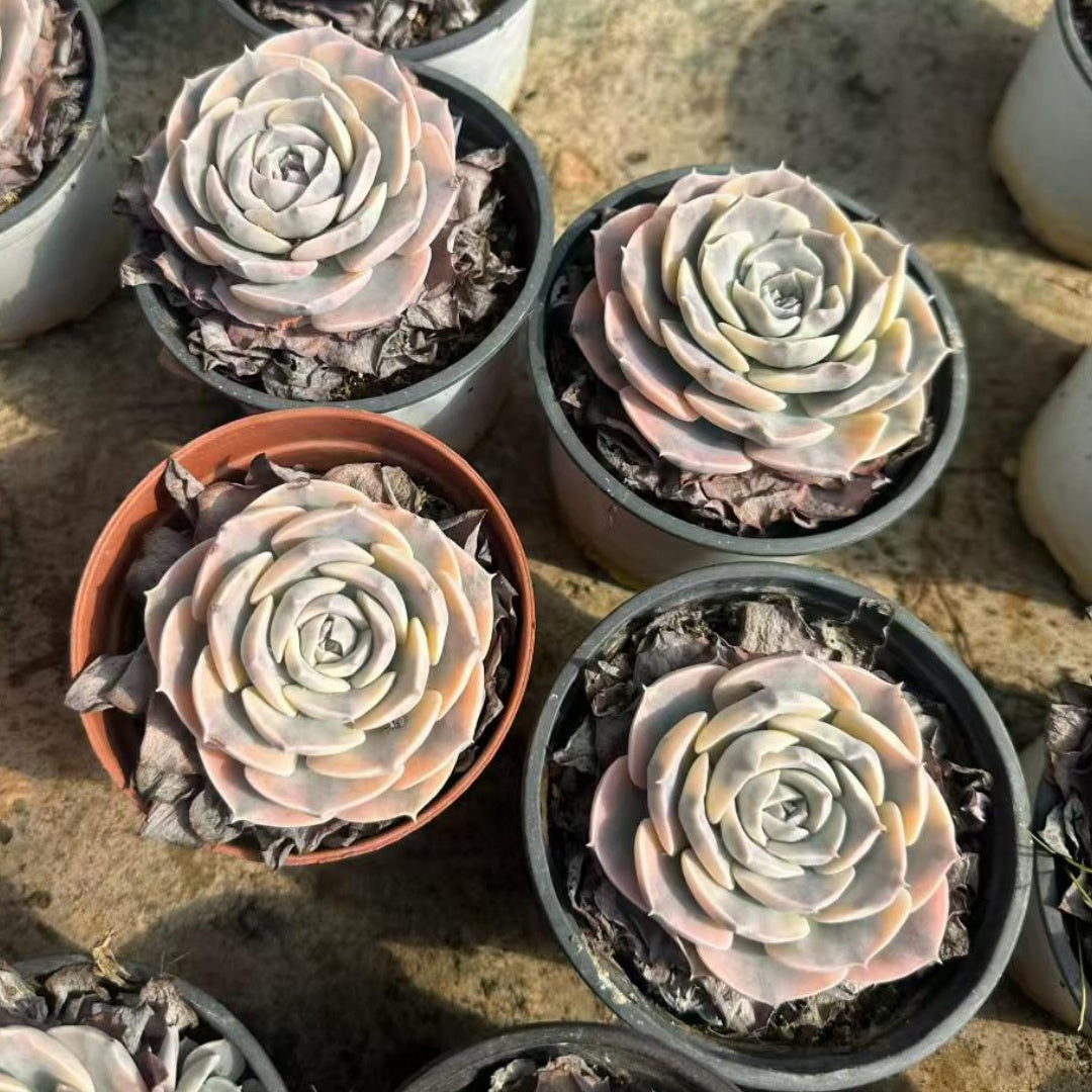 25716 Echeveria Makabenia Variegated (9cm pot size)