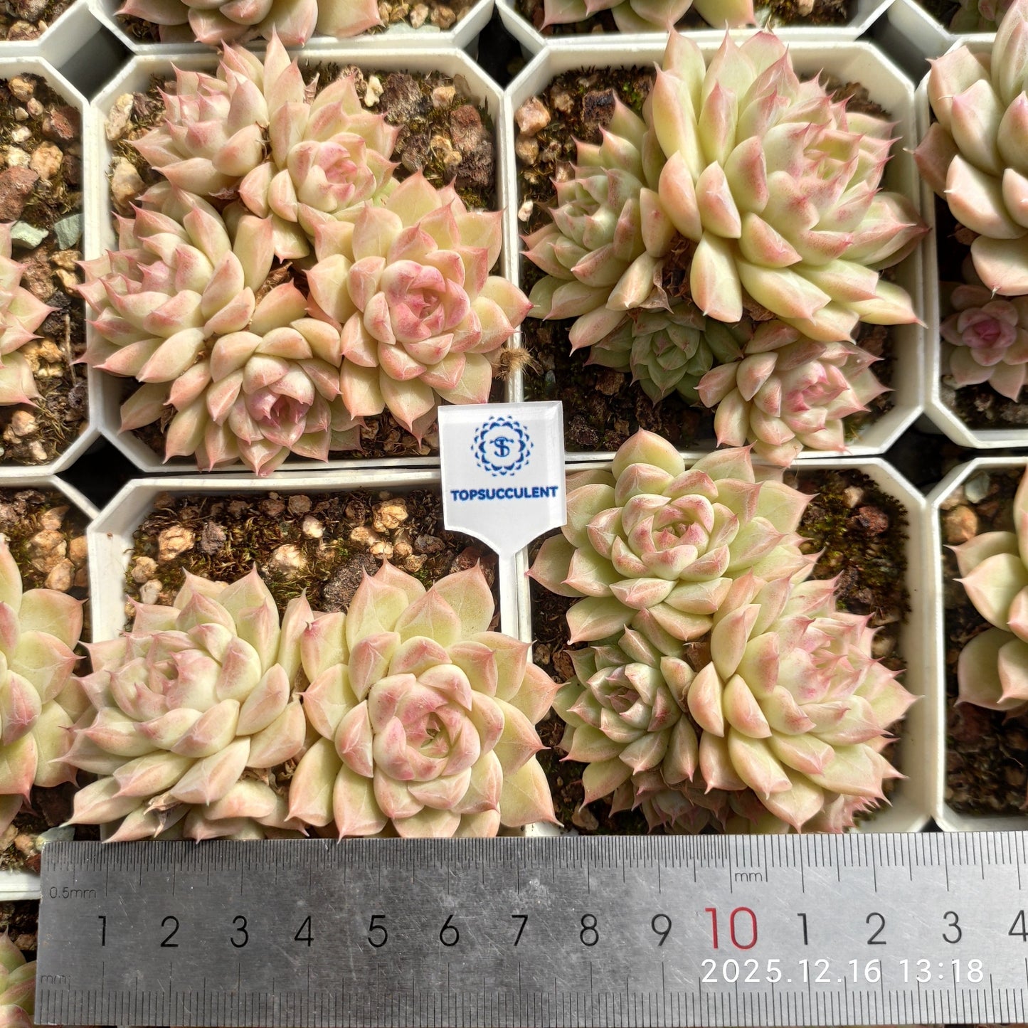 23698 Echeveria Queen Hyb (7cm pot size)