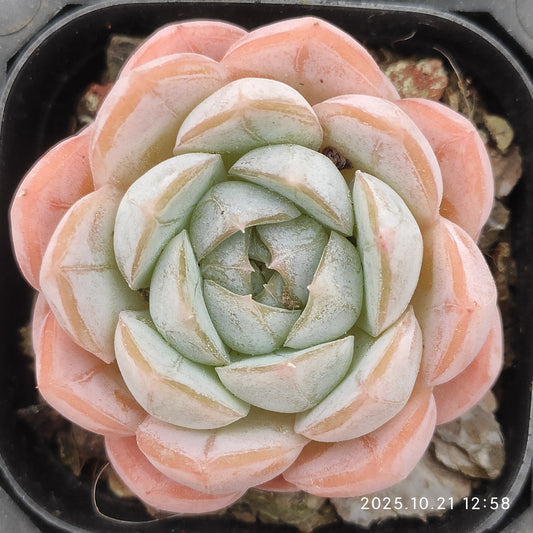 20698 Echeveria Macchiato (6.3cm pot size)