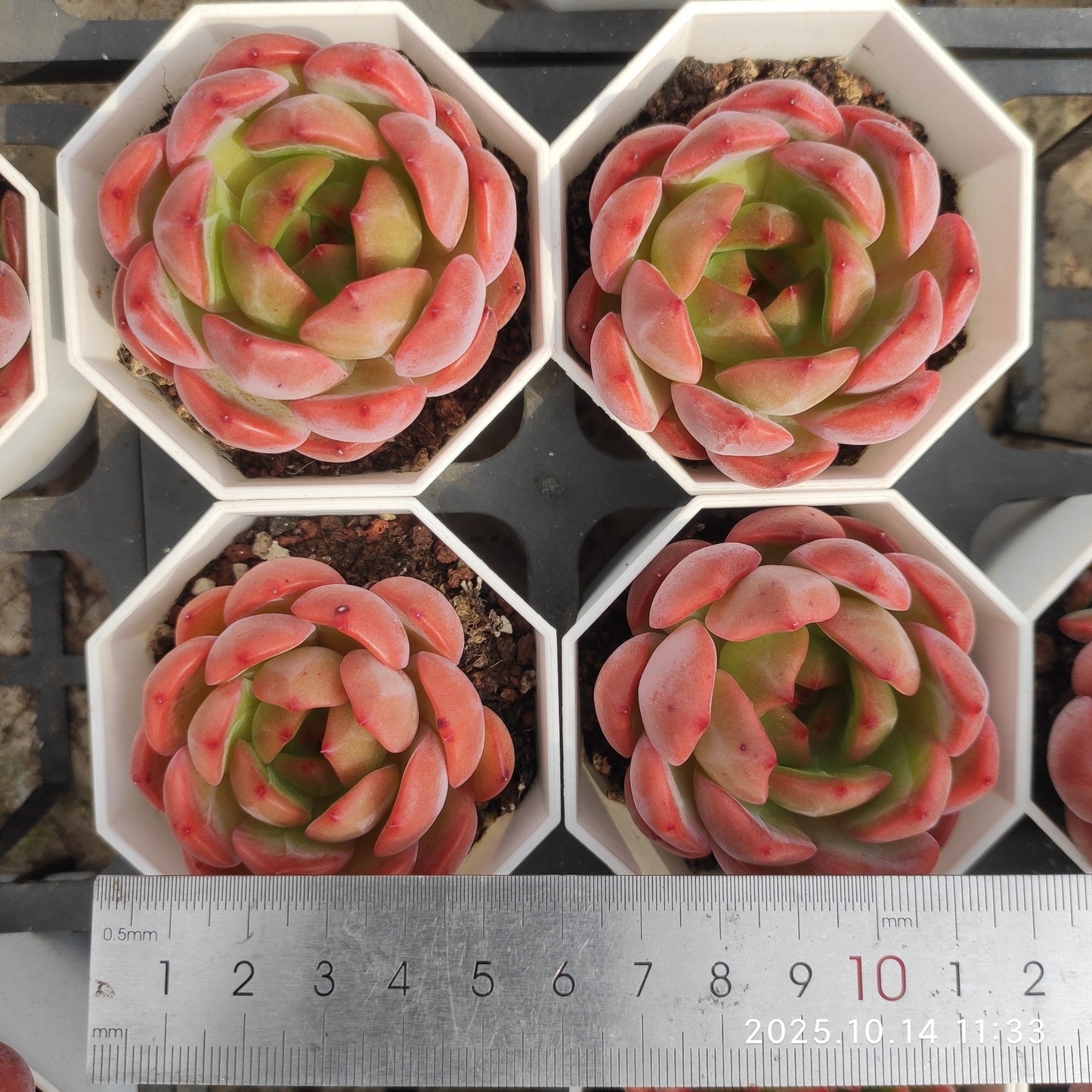 21537 Echeveria Red Monroe (7cm pot size)
