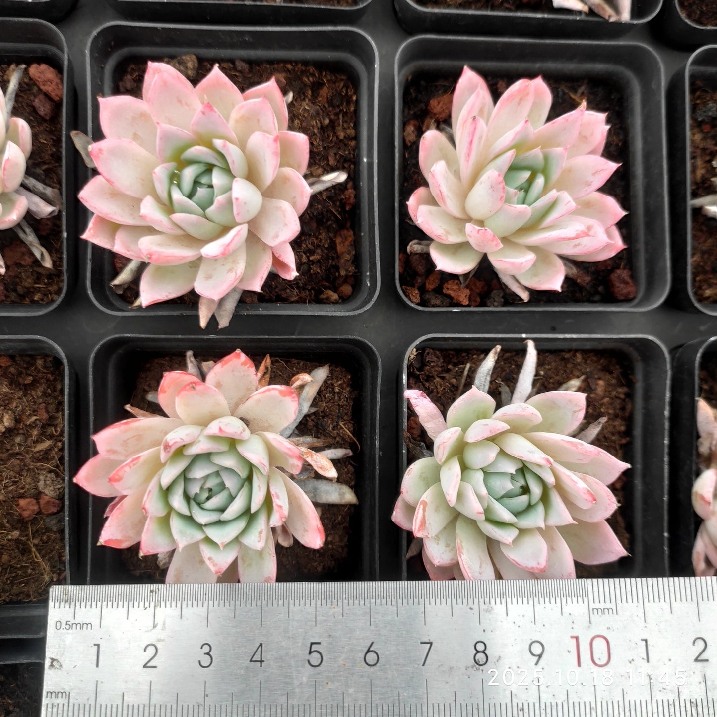 YBB151 Echeveria Violet Queen(6.5cm pot size)