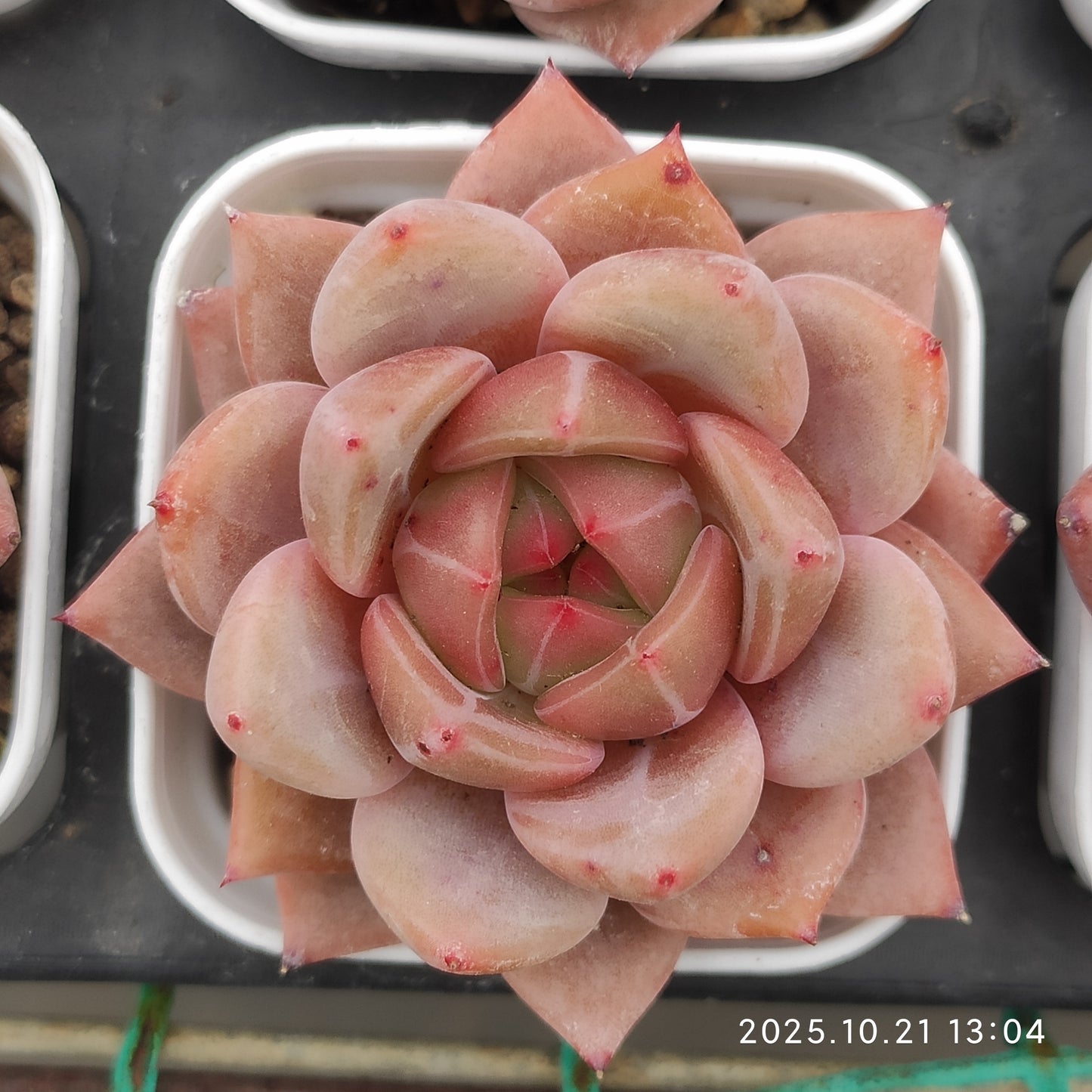 19677 Echeveria Pink Champagne (5.5cm pot size)