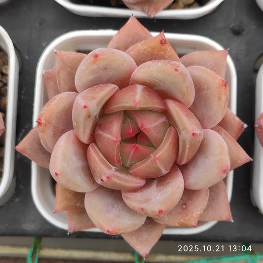 19677 Echeveria Pink Champagne (5.5cm pot size)