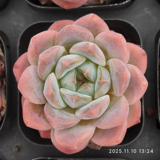80534 Echeveria Pink Molly (6.5cm pot size)