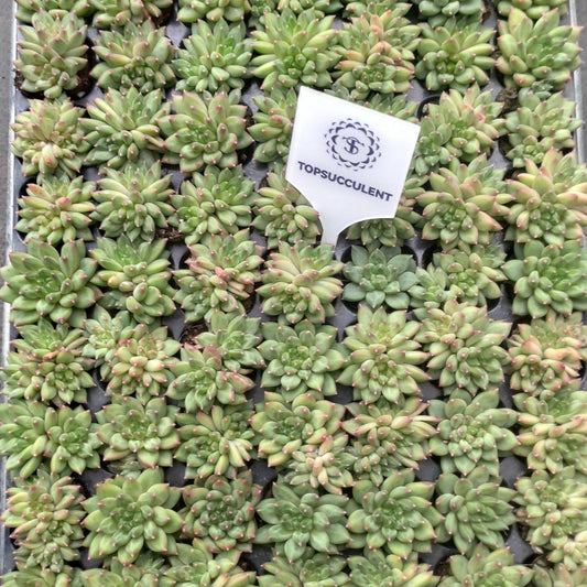 23970 Echeveria Oracle (3cm pot size)