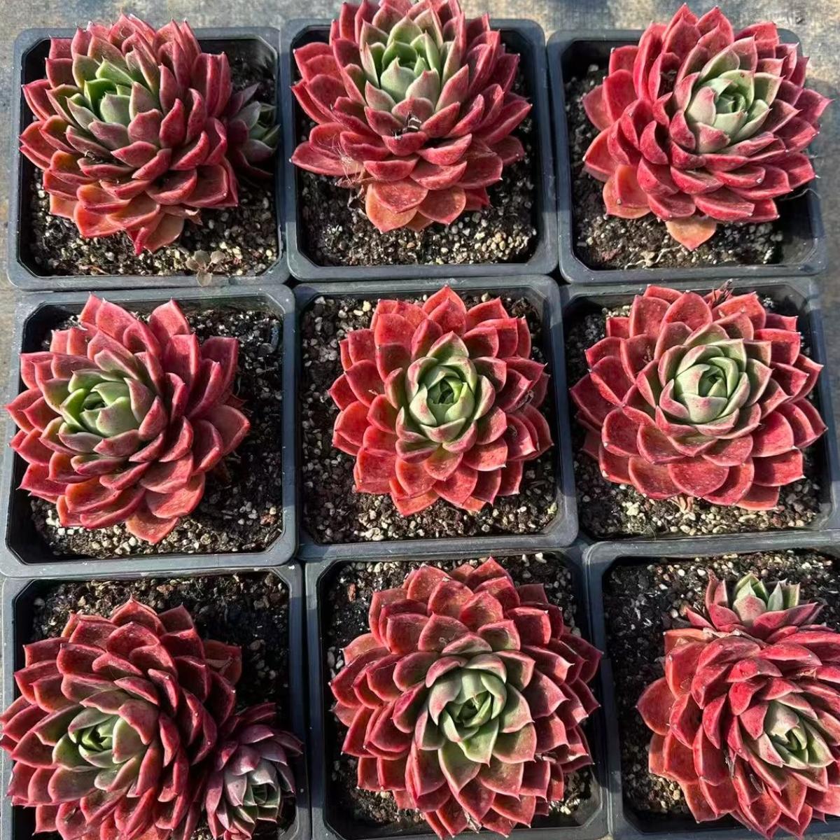 22645 Echeveria Amaryllis (12cm pot size)