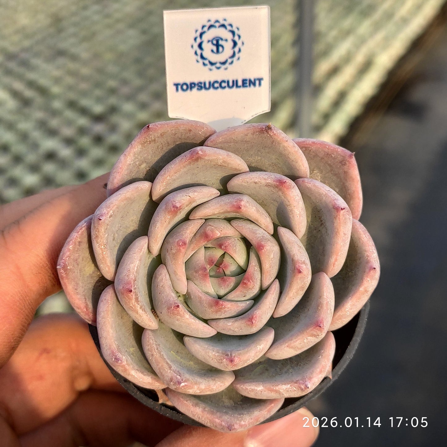 19247 Echeveria Caroline (5.5cm pot size)