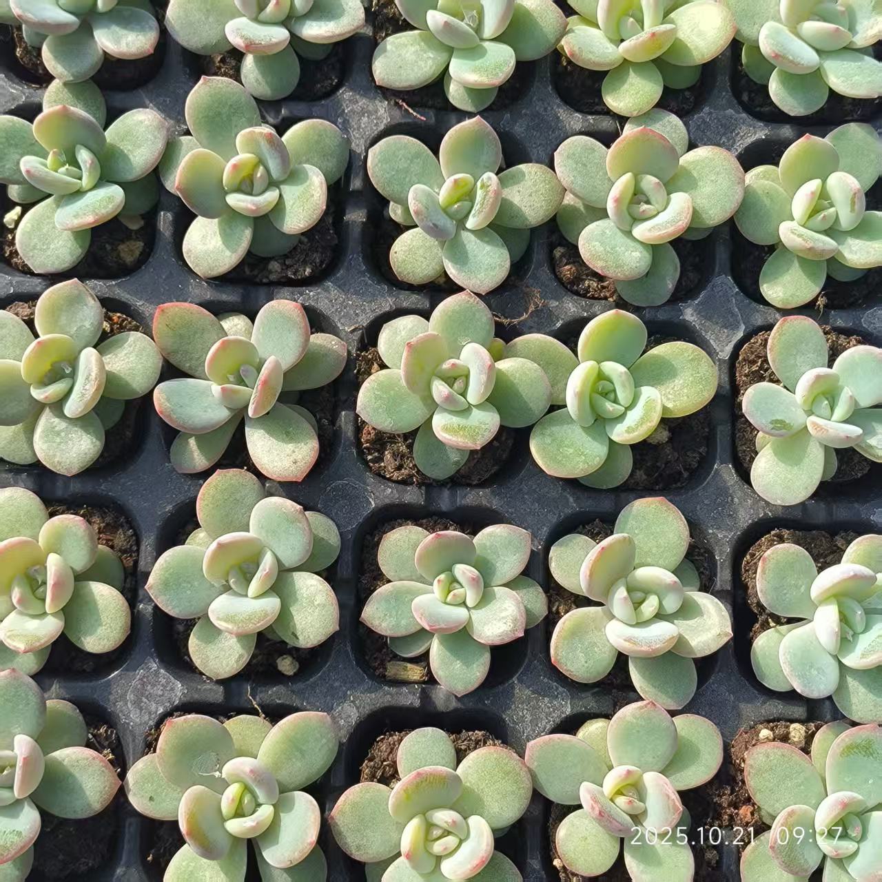 7096 Echeveria Phoenix Orange (3cm pot size)