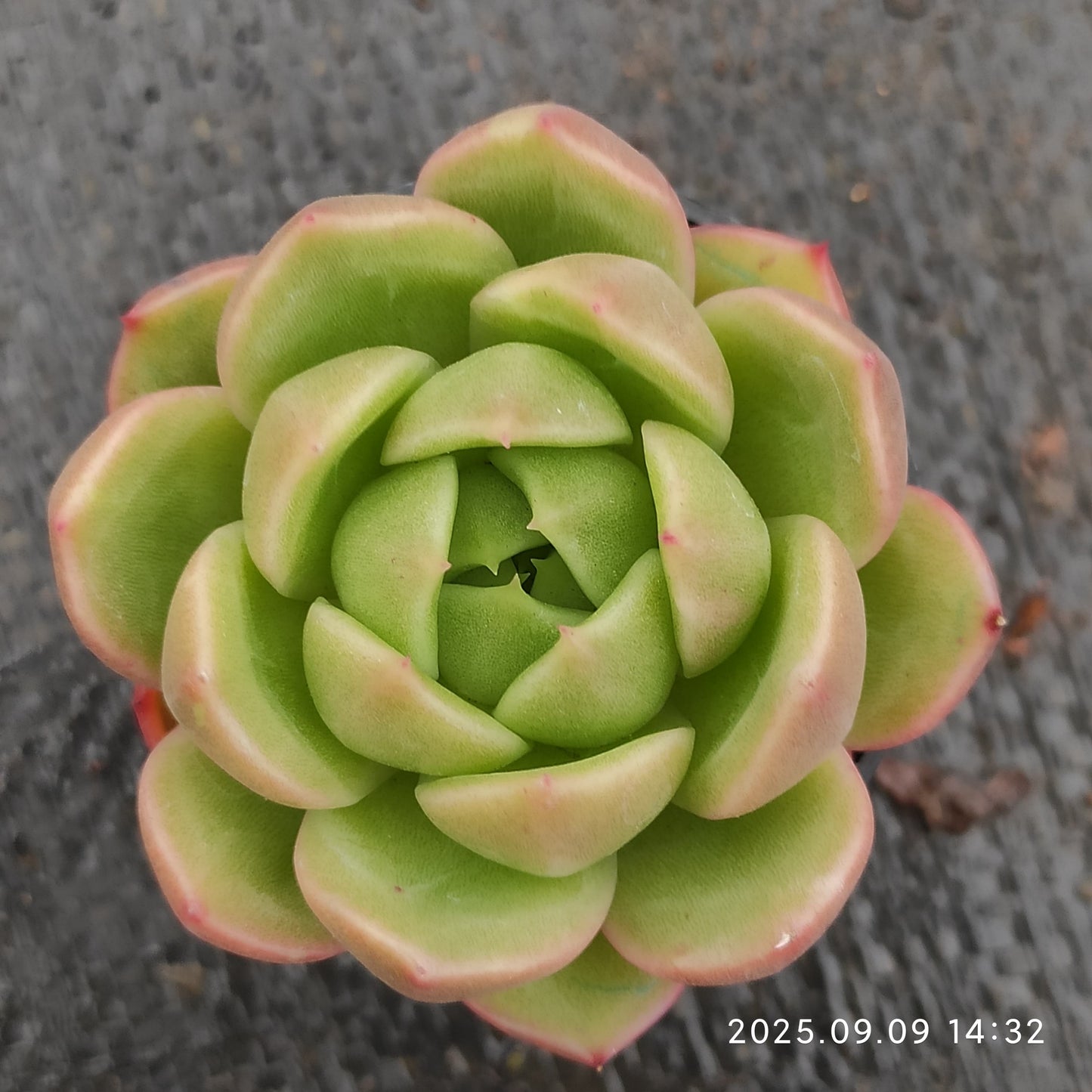 MMT507 Echeveria Ice City(5.5cm pot size)