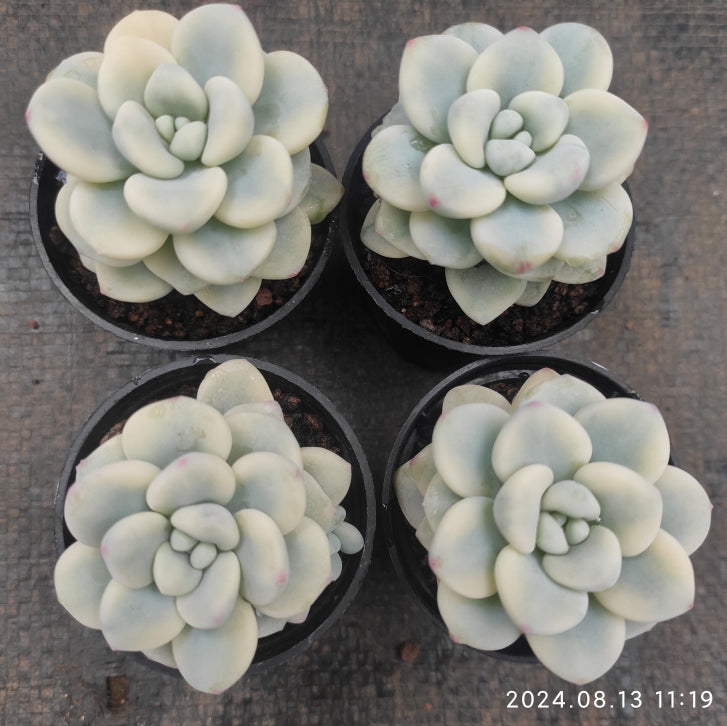 MMY579 Echeveria Clavatum Variegated