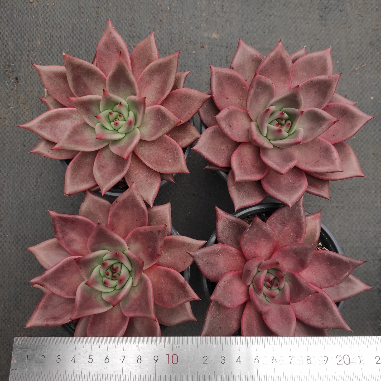 MMT877 Echeveria Romeo(12cm pot size)