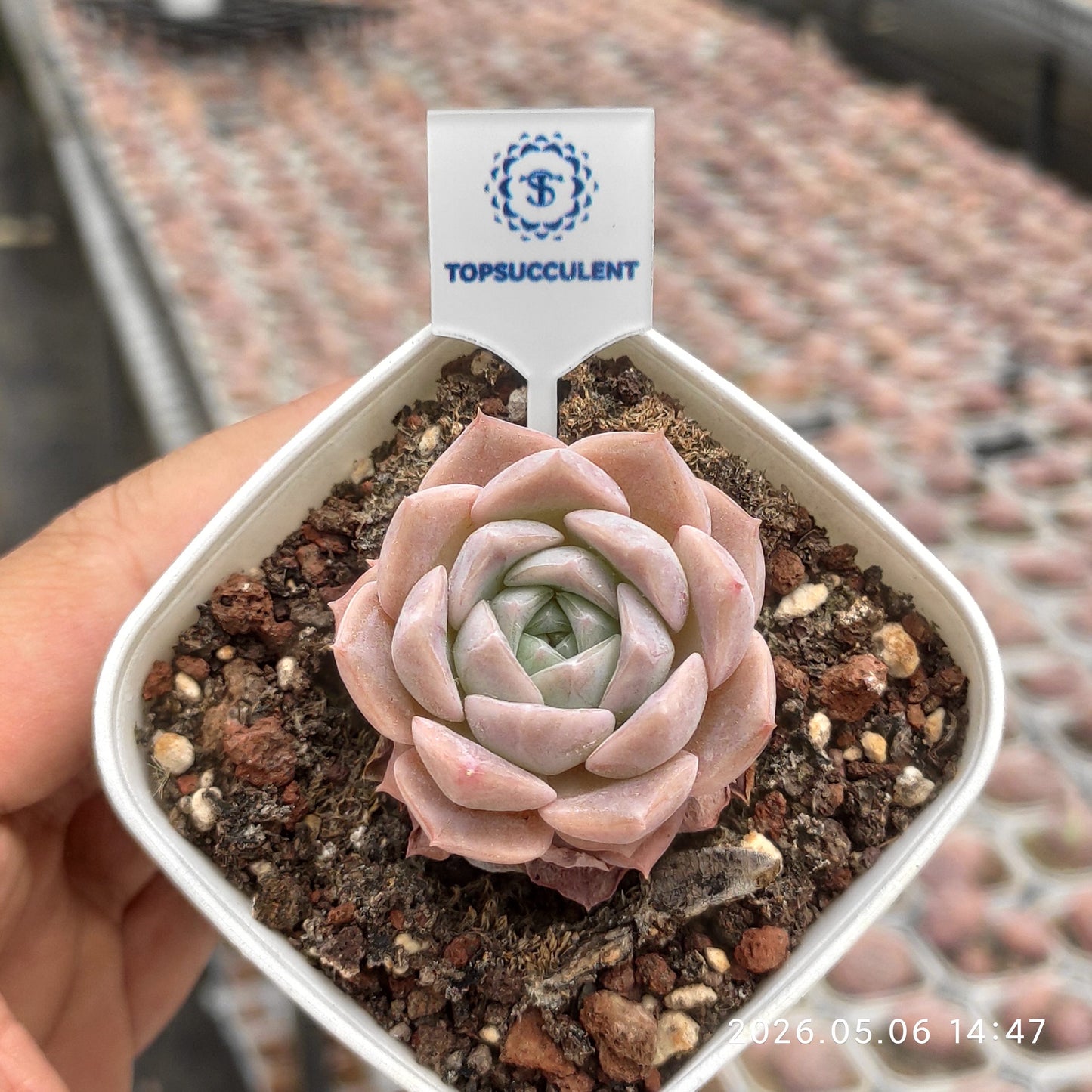 26345 Echeveria Pure Love (5.5cm pot size)