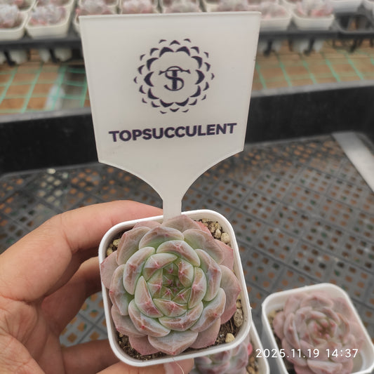 12035 Echeveria Ice Spirit (5.5cm pot size)
