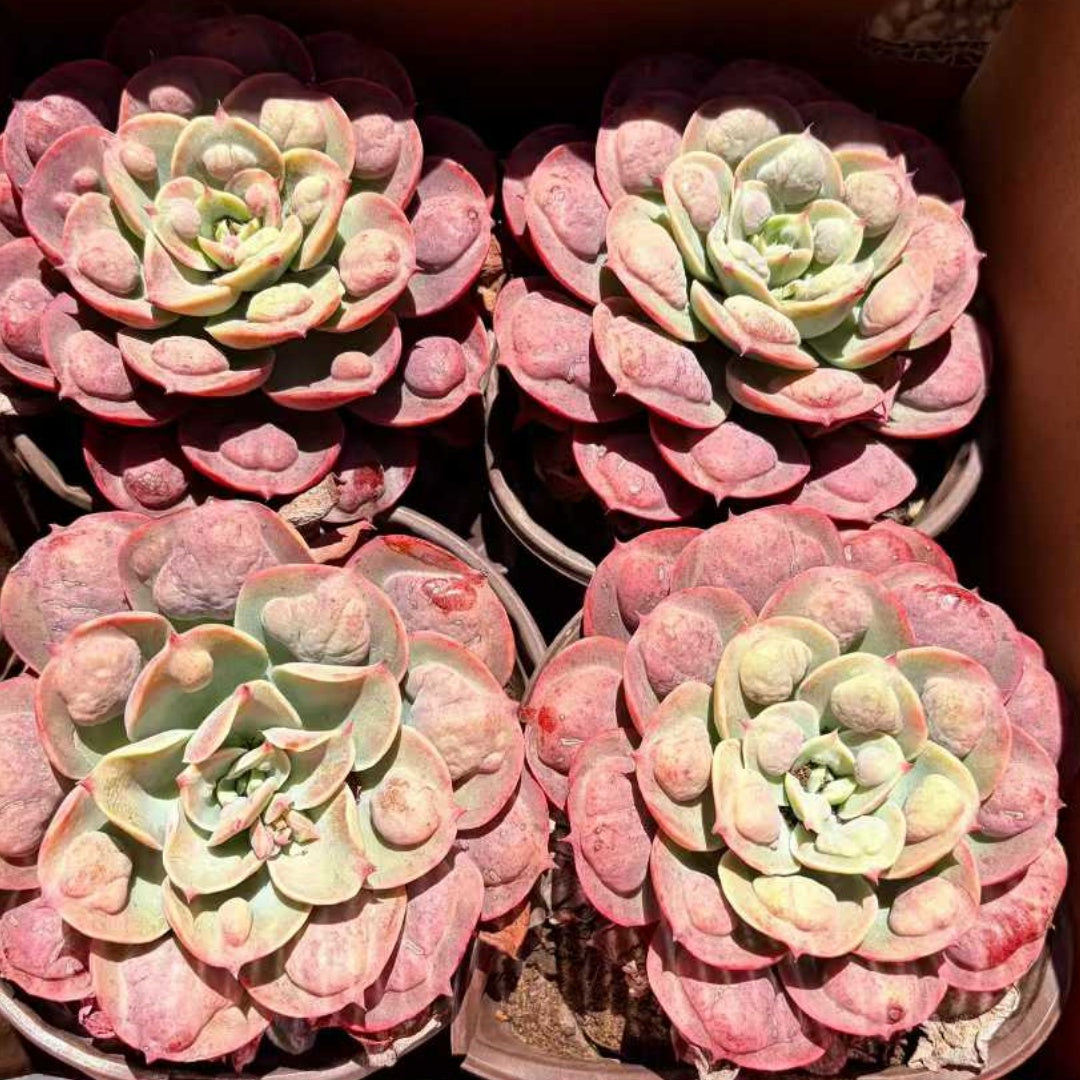 25769 Echeveria Rain Drops (12cm pot size)