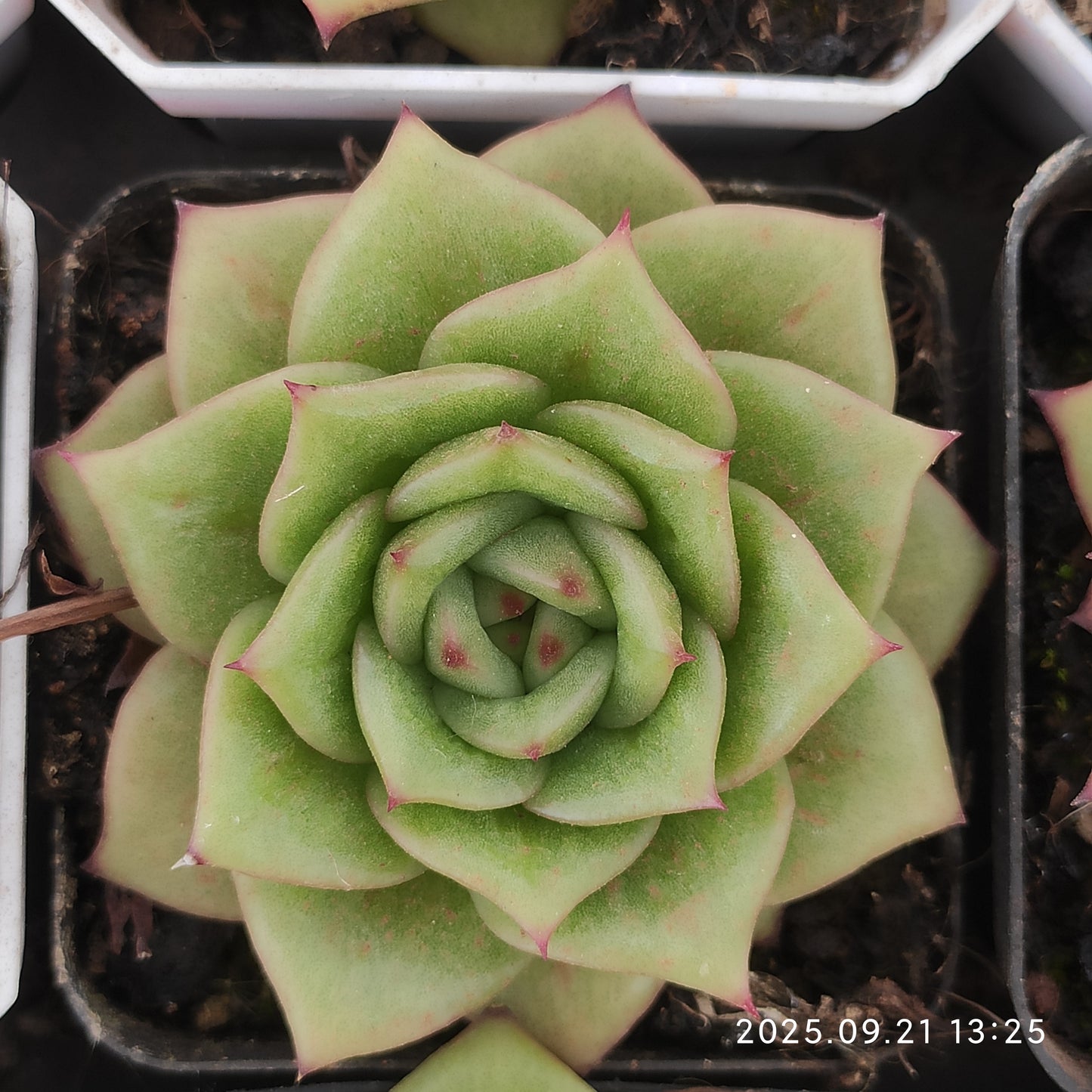 12531 Echeveria Rambler (7cm pot size)
