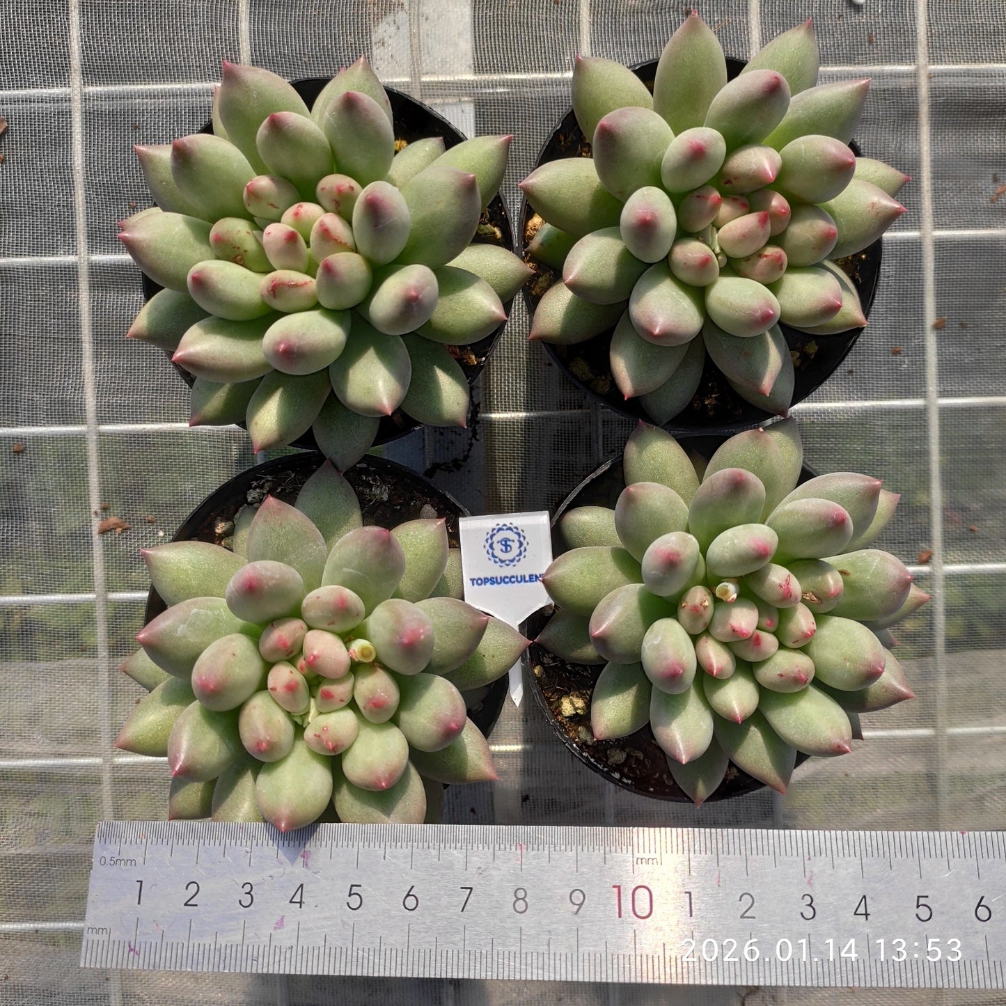 24721 Echeveria Corn Poppy (7cm pot size)