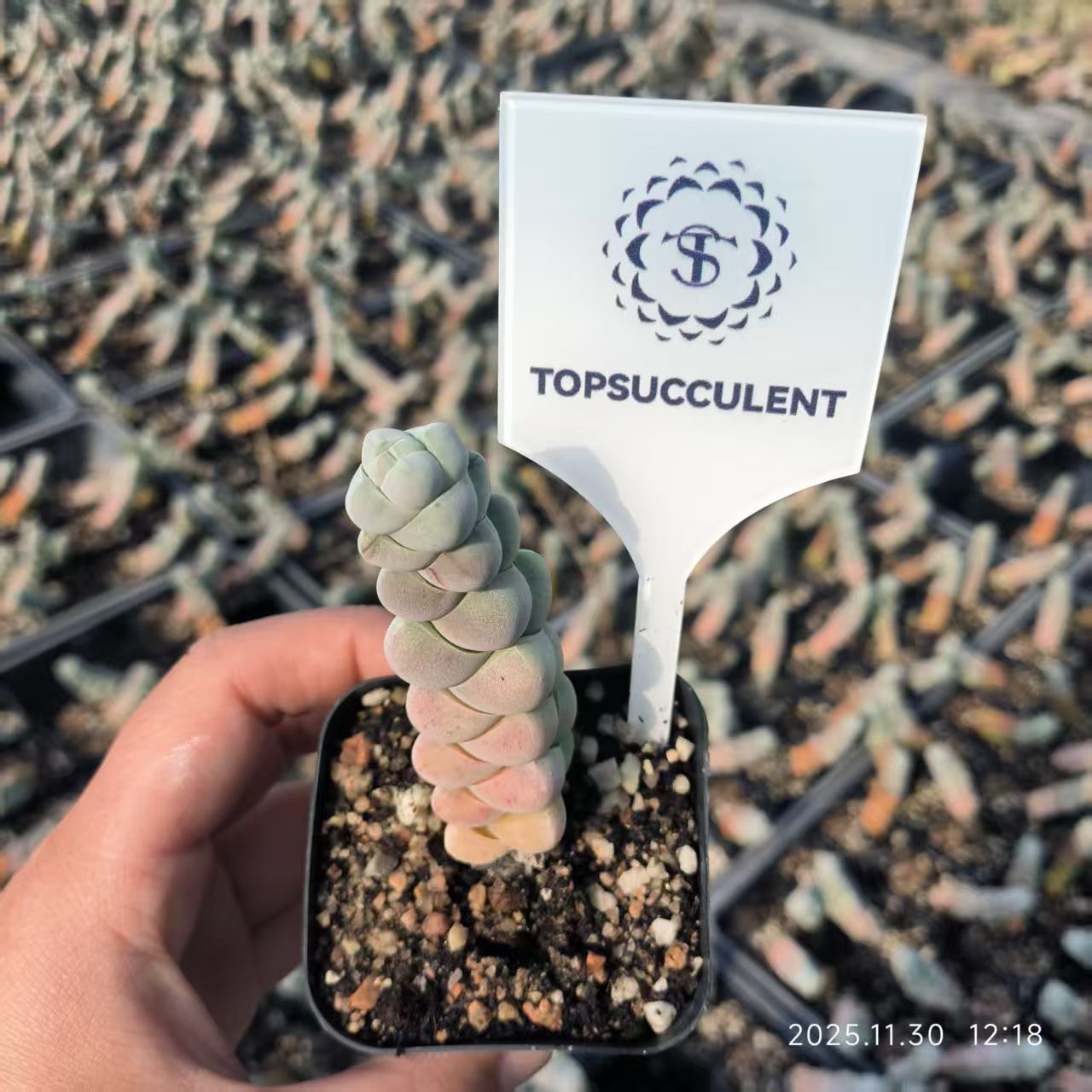 15095 Crassula Arta (6.5cm pot size)