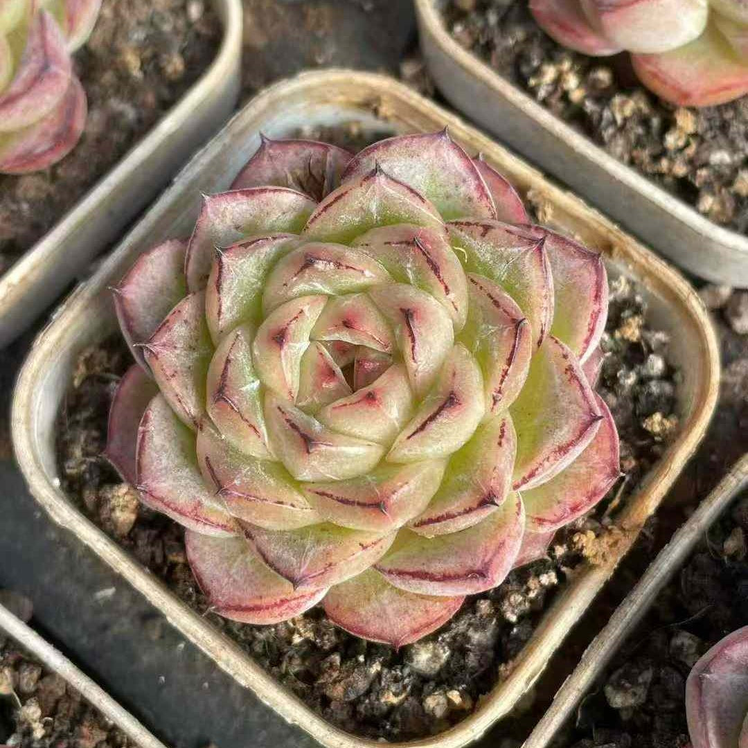 25149 Echeveria Sticky Rice (7cm pot size)