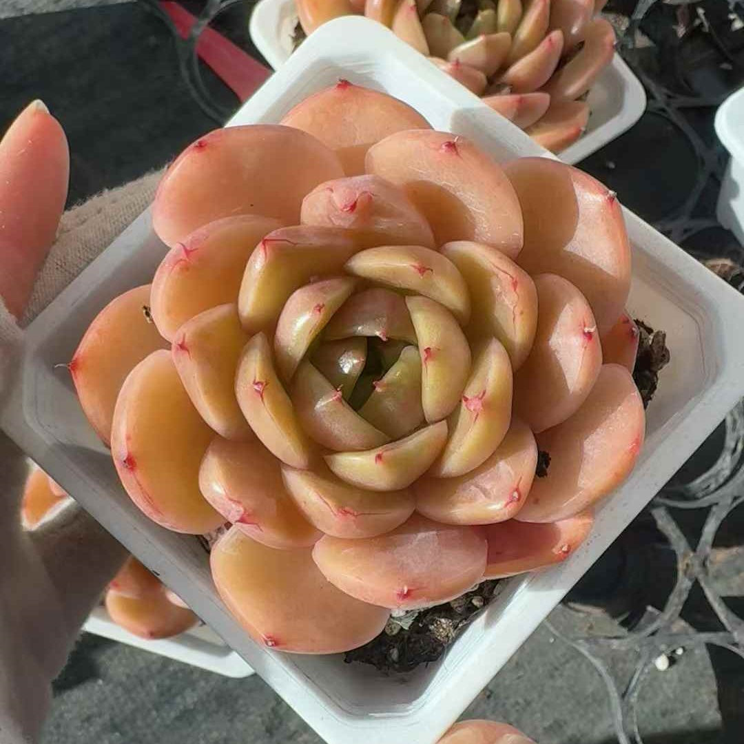 25248 Echeveria Royal Jenny (9cm pot size)