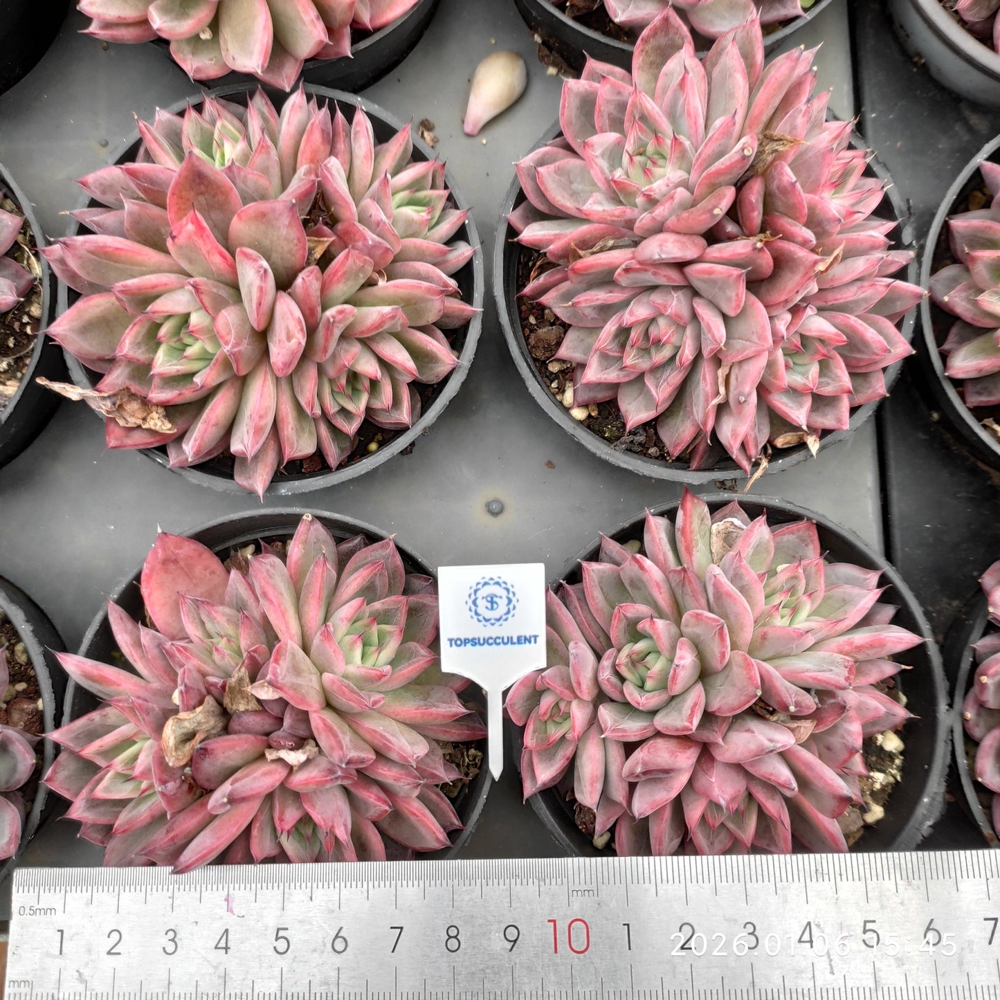 24410 Echeveria Black Swan (9cm pot size)