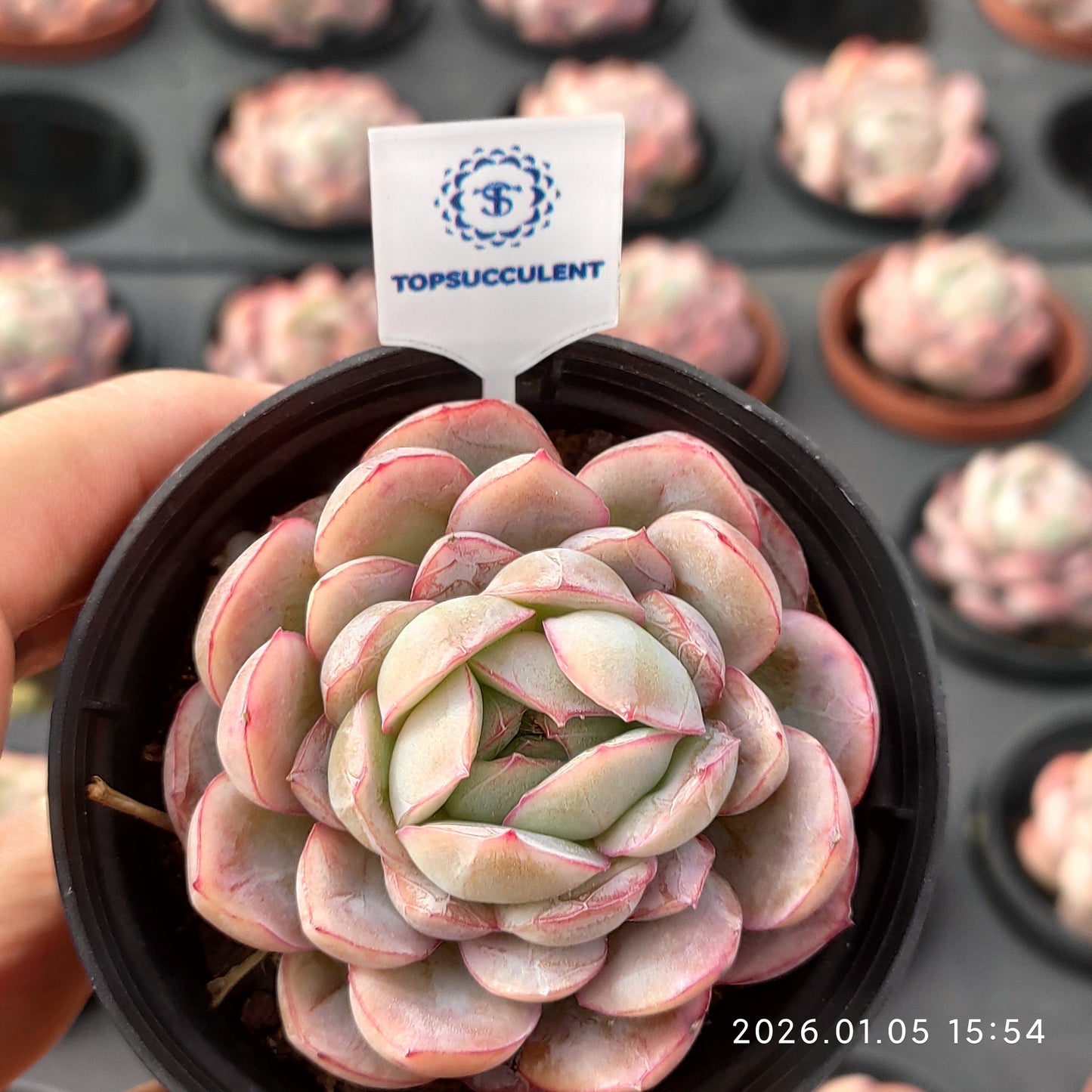 21203 Echeveria Ice Pure (7cm pot size)