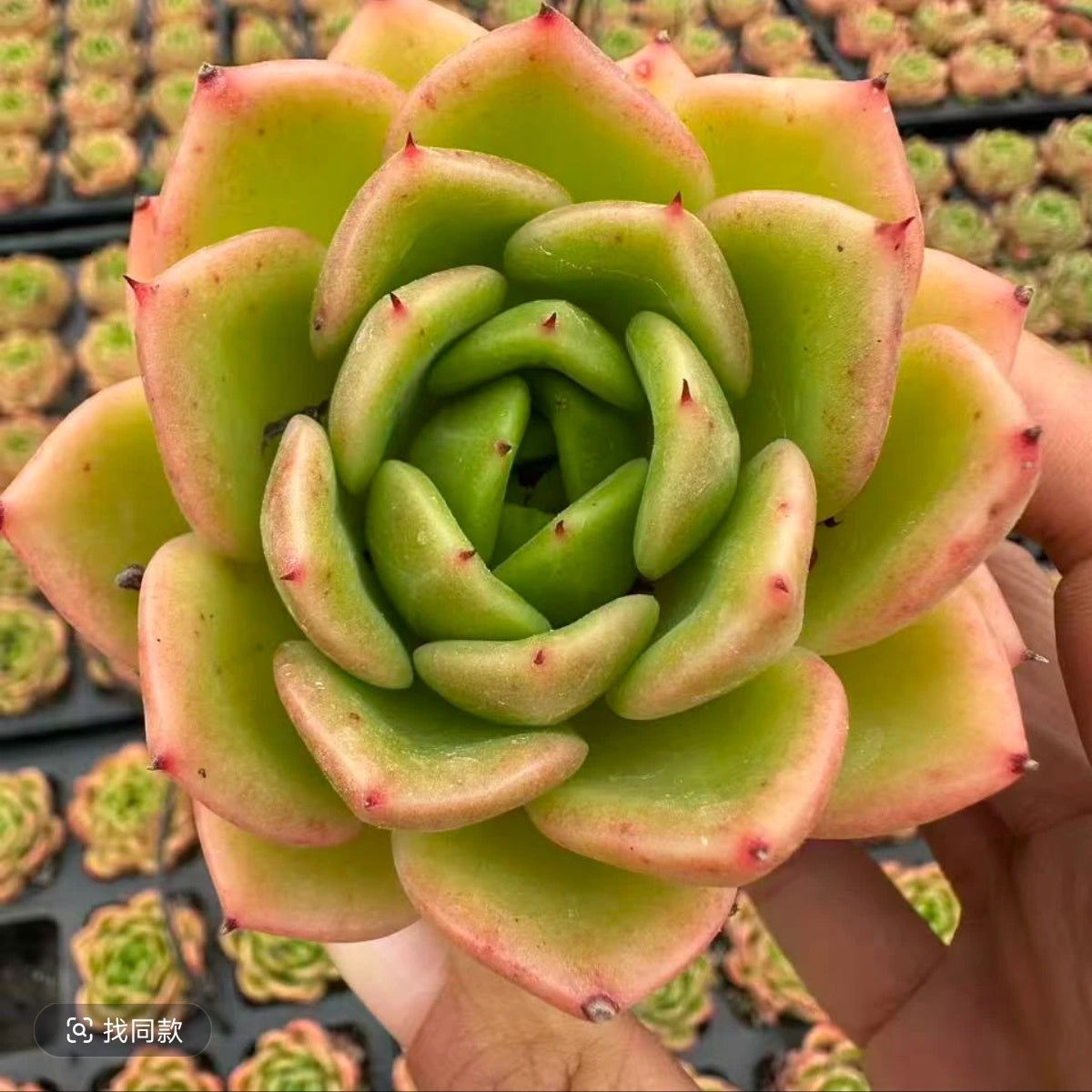 QNY142 Echeveria Lemon Summer(7cm pot size)