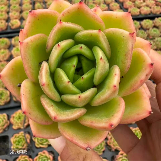 QNY142 Echeveria Lemon Summer(7cm pot size)