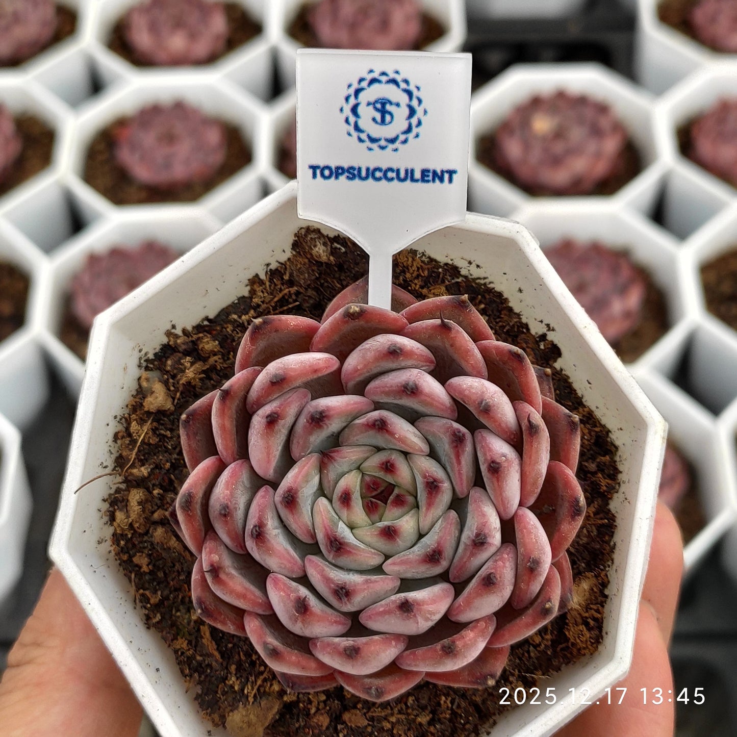 23756 Echeveria Chihuahuaensis Hyb (7cm pot size)