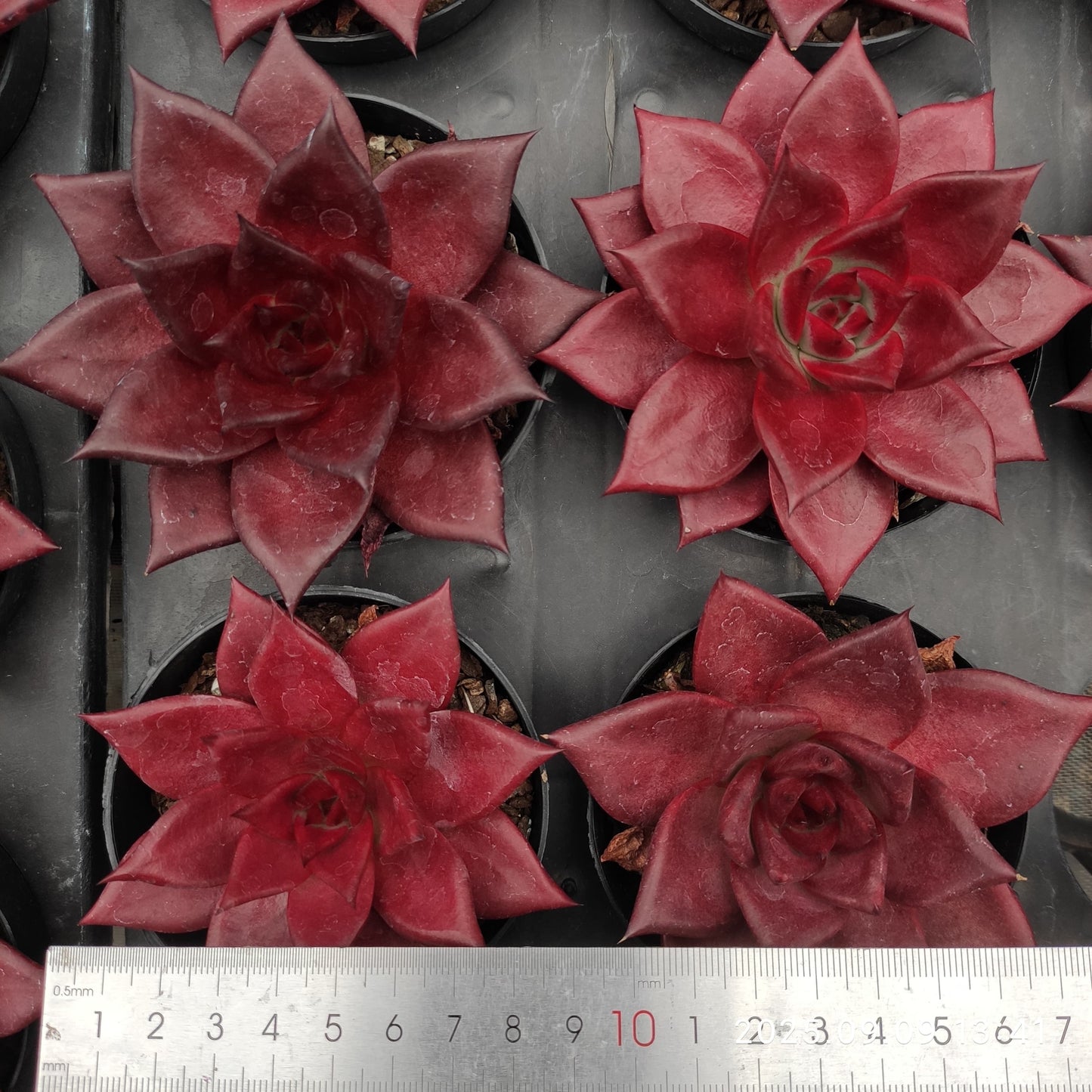 MMT627 Echeveria Robin(9cm pot size)