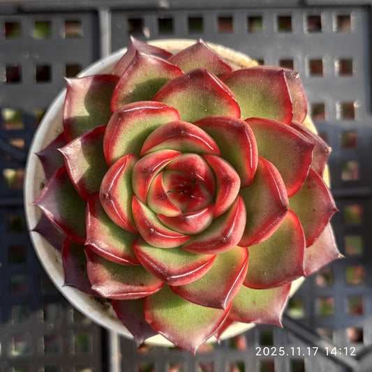3009 Echeveria Red Moran (5.5cm pot size)