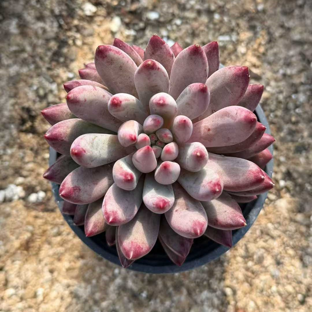 24939 Echeveria Corn Poppy (9cm pot size)