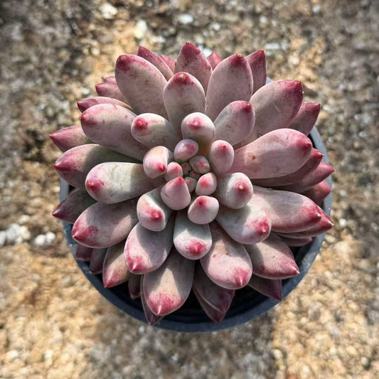 24939 Echeveria Corn Poppy (9cm pot size)