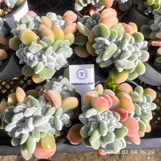 26014 Echeveria Frosty Cristata (9cm pot size)