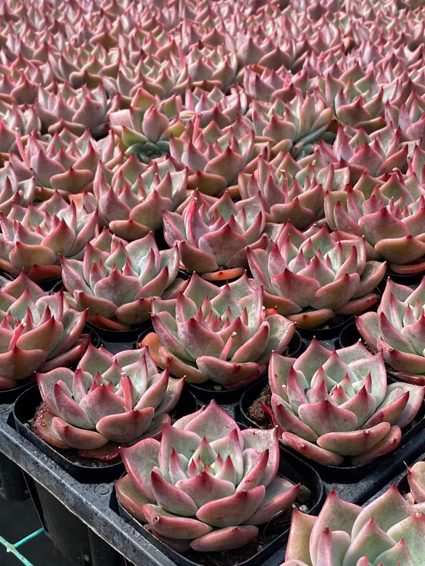 361736 Echeveria Leimon (6.3cm pot size)