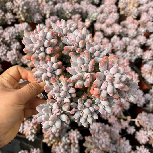 23557 Echeveria Baby Finger (12cm pot size)