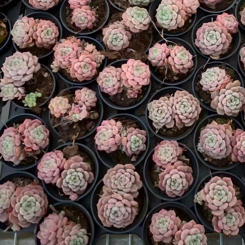 24529 Echeveria Matchmaker (5.5cm pot size)