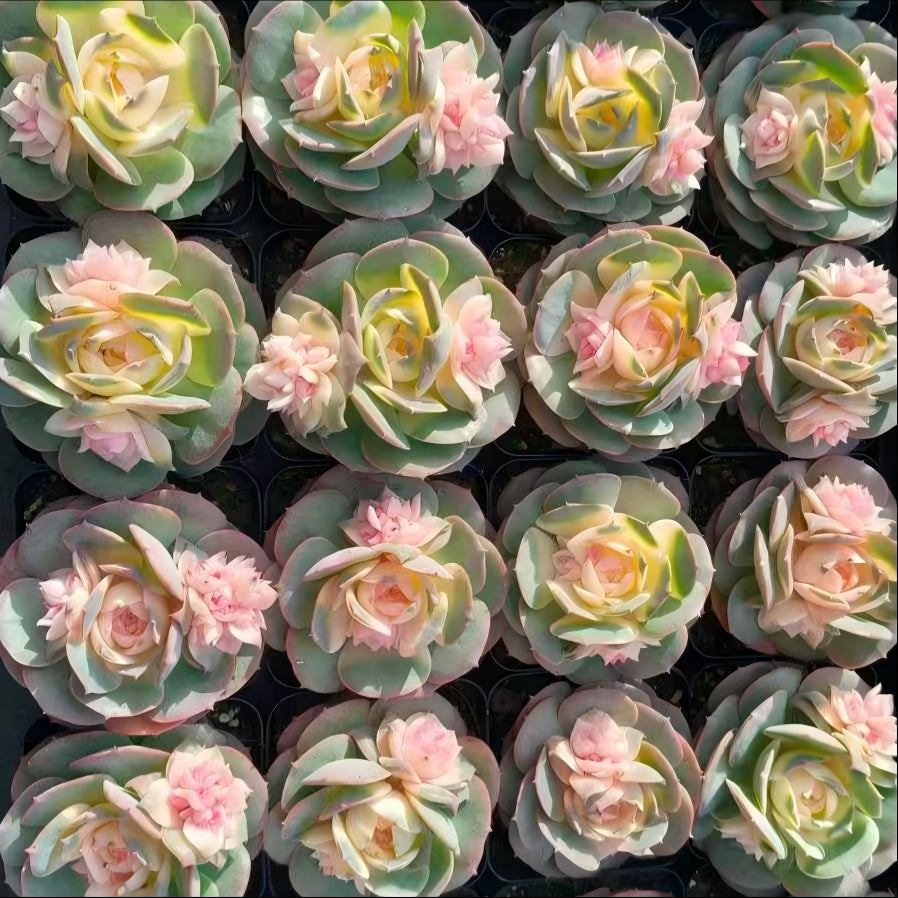 25919 Echeveria Claudia (7cm pot size)