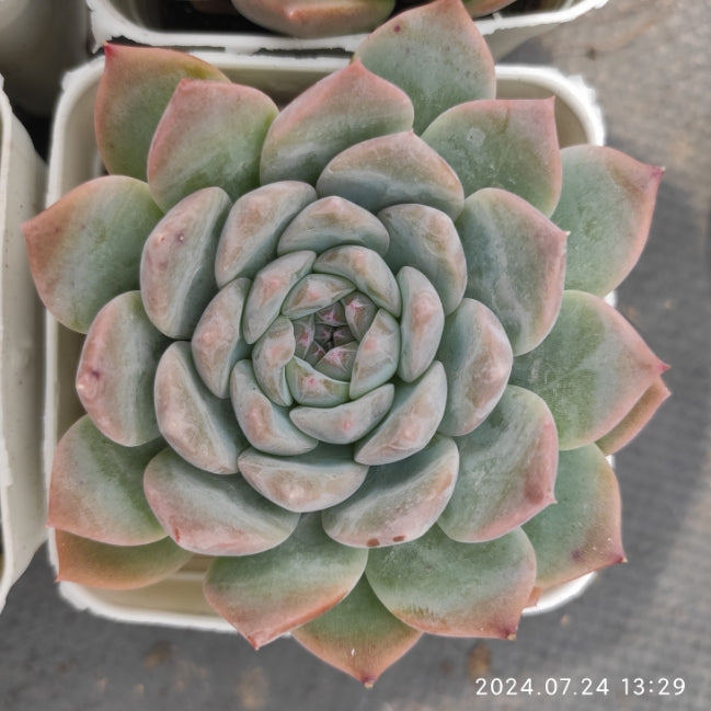 DWZ165 Echeveria Ice Heart Crystal