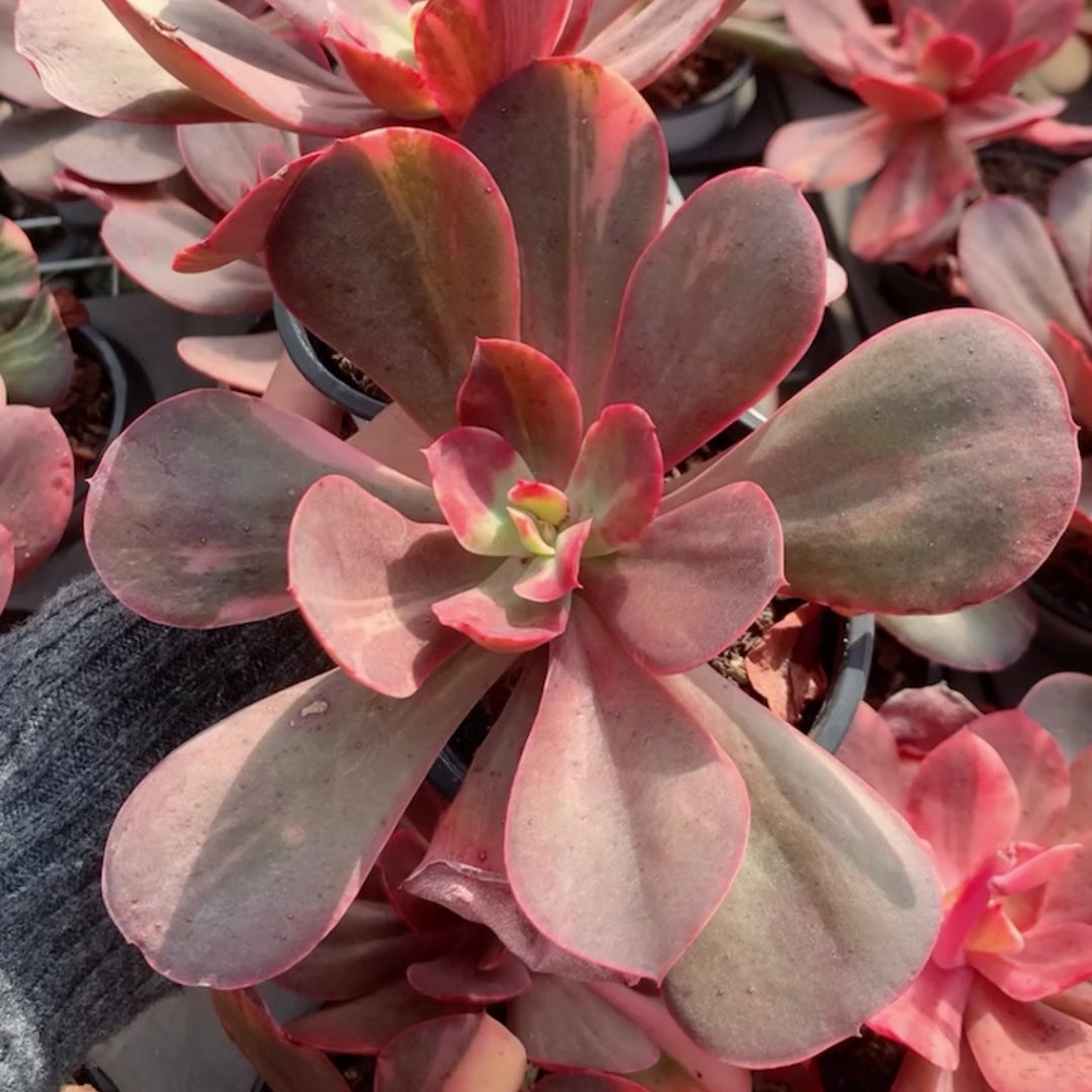 25319 Echeveria Angels Wing Variegated (7cm pot size)