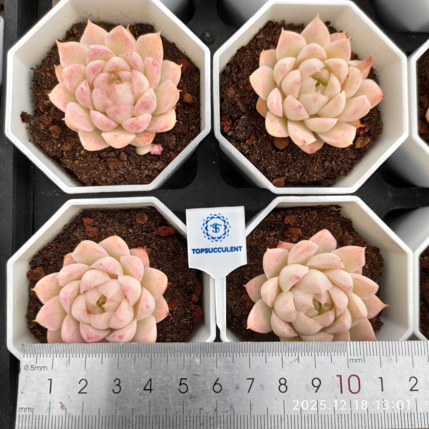 15336 Echeveria Queen of Peach (7cm pot size)