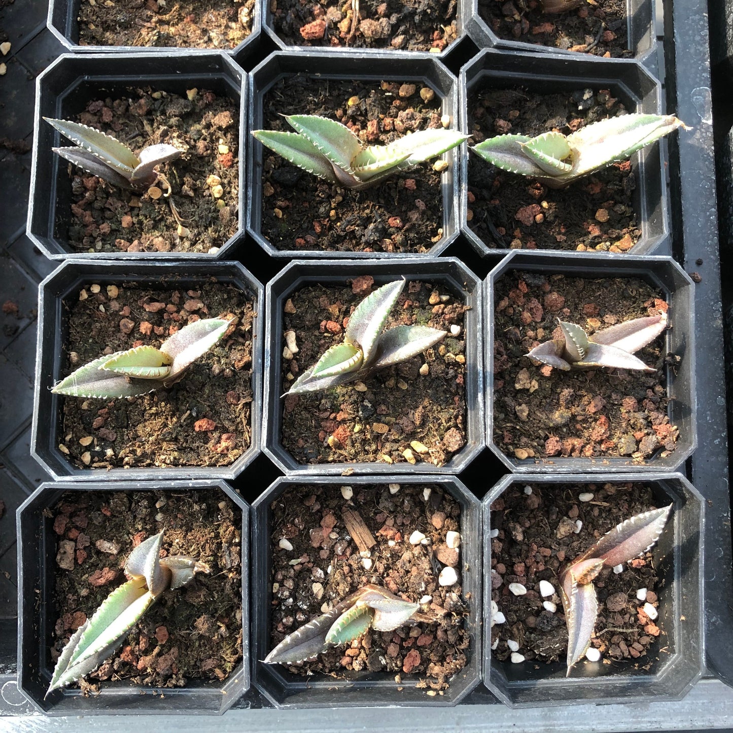20911 Agave Titanota Red Catweazle (3cm pot size)