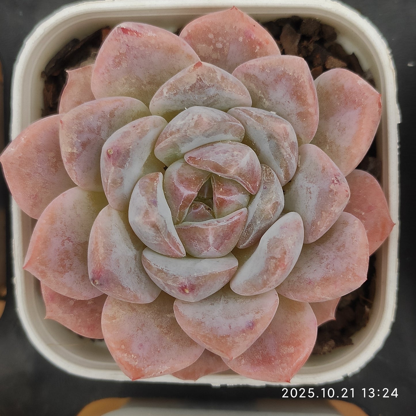 16877 Echeveria Snow Tower (5.5cm pot size)