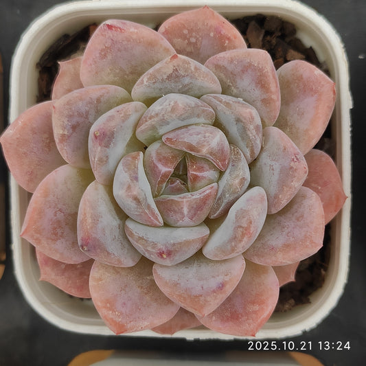 16877 Echeveria Snow Tower (5.5cm pot size)