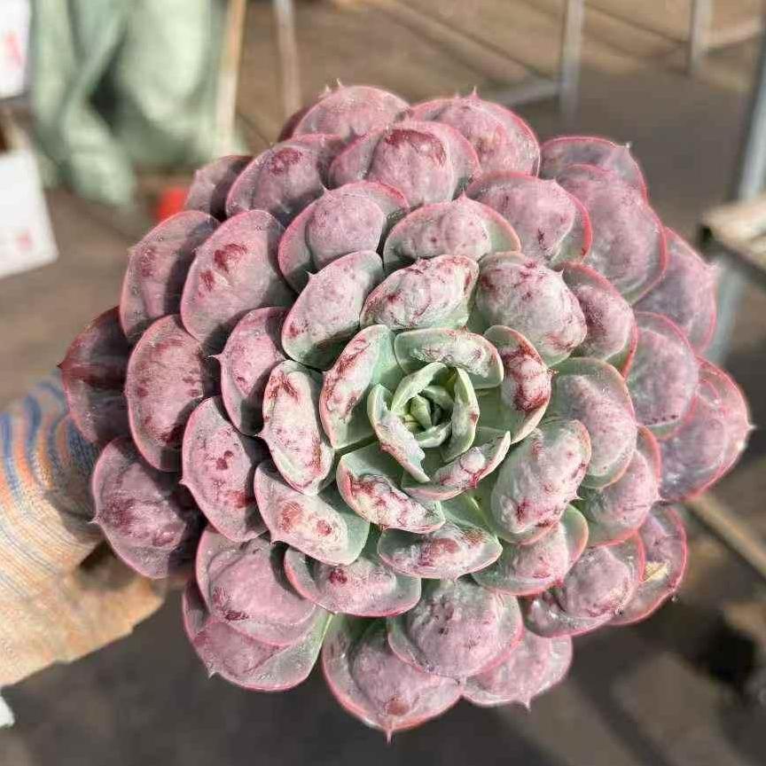 23919 Echeveria Rain Drops (12cm pot size)