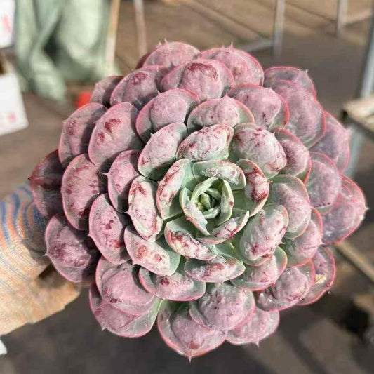 23919 Echeveria Rain Drops (12cm pot size)